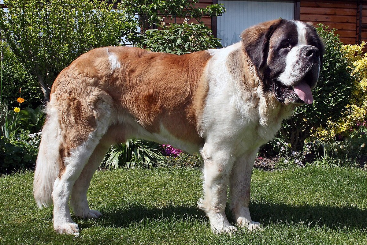 Saint Bernard dog