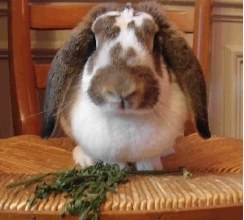 French Lop rabbit