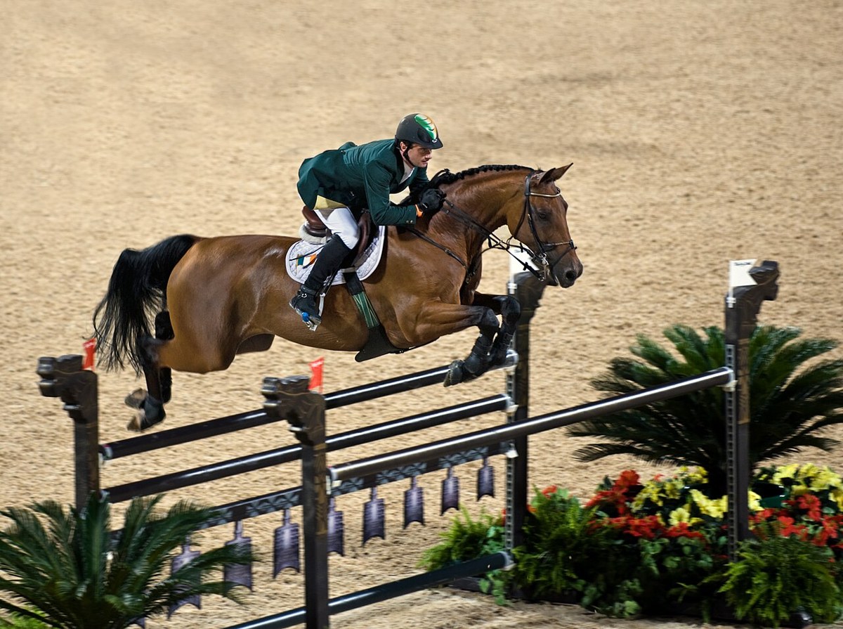Hanoverian equine