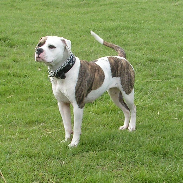 American Bulldog dog