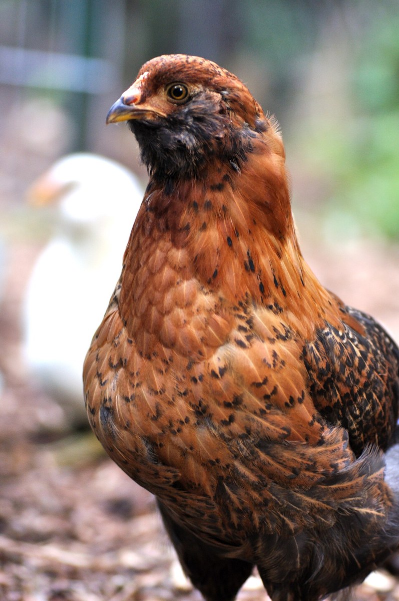 Easter Egger chicken
