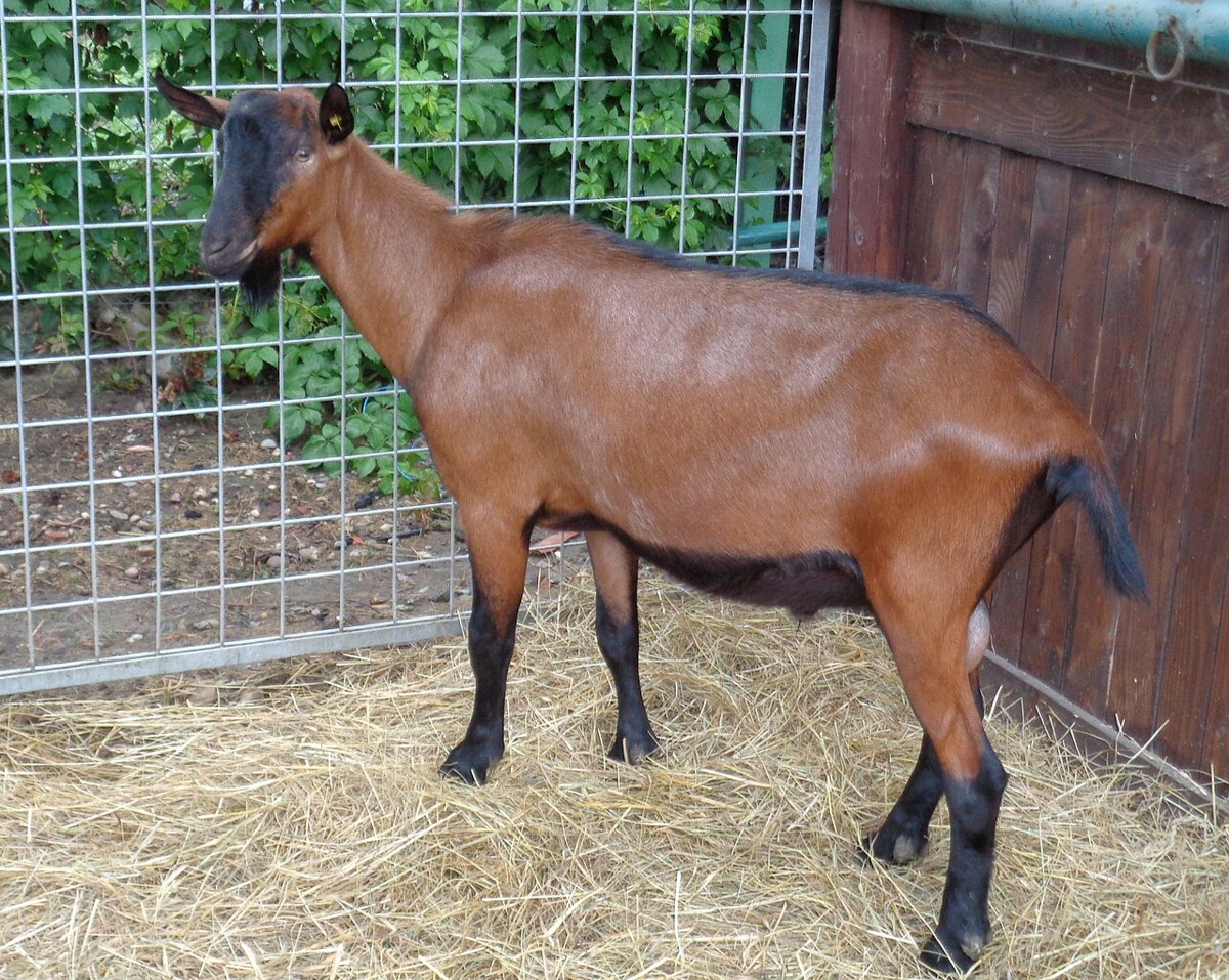 Oberhasli goat