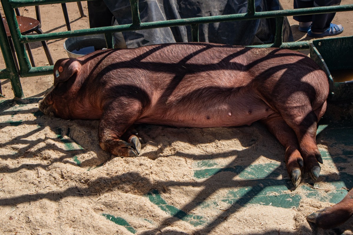 Duroc pig