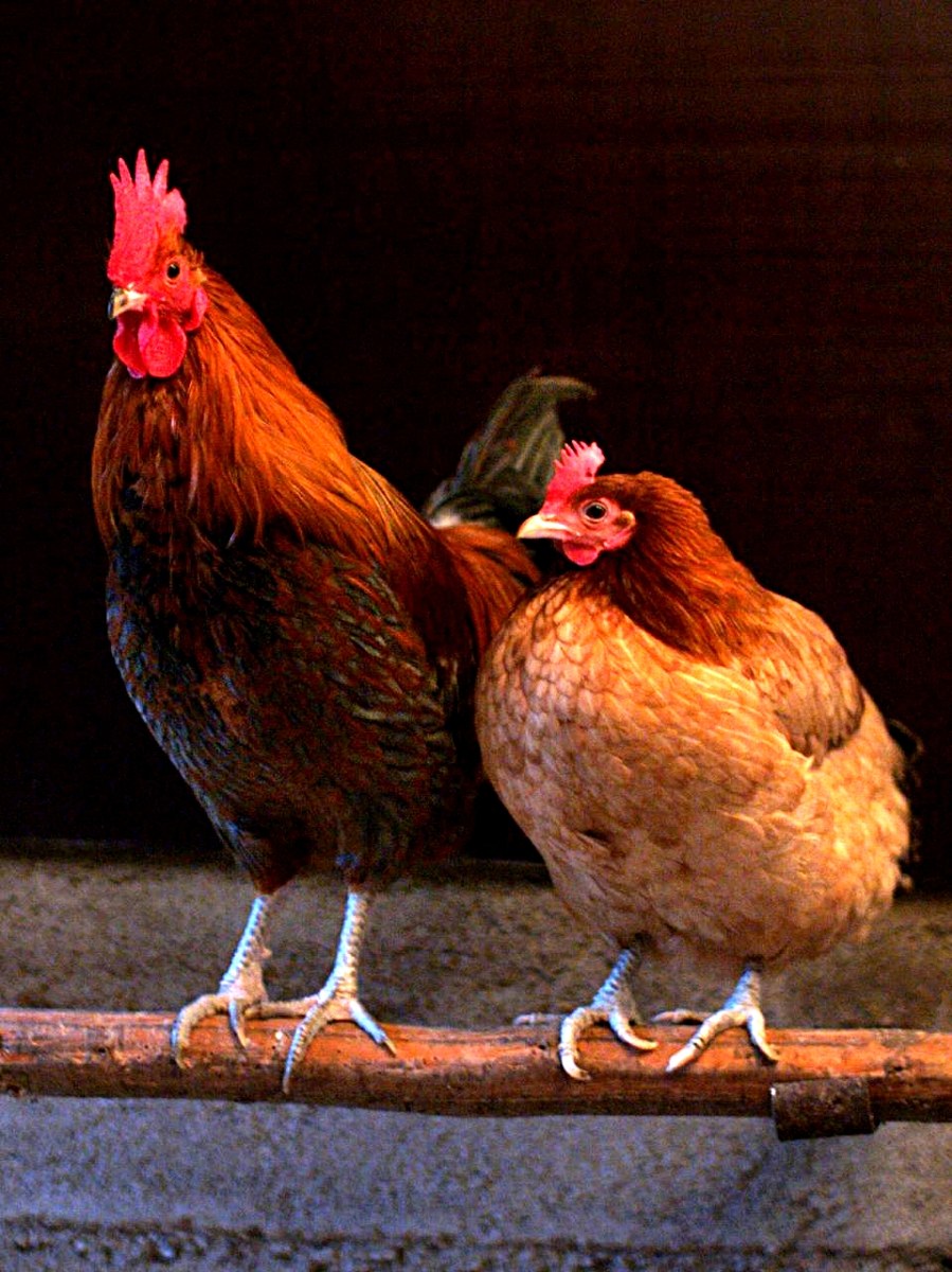 Representative chicken image for a general guide; not a breed identification