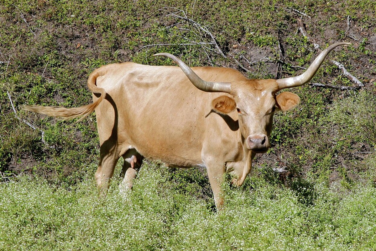 Longhorn cattle