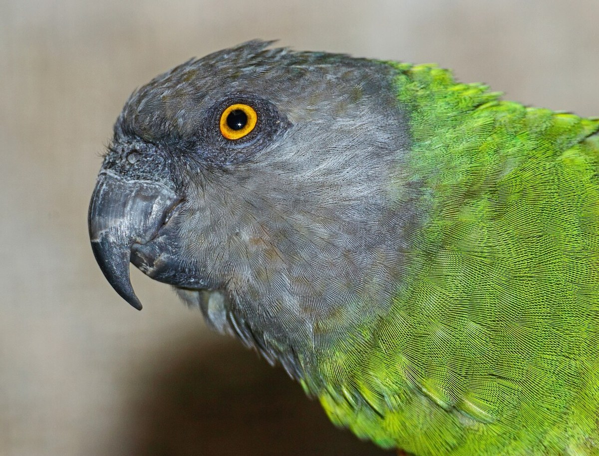 Senegal Parrot bird