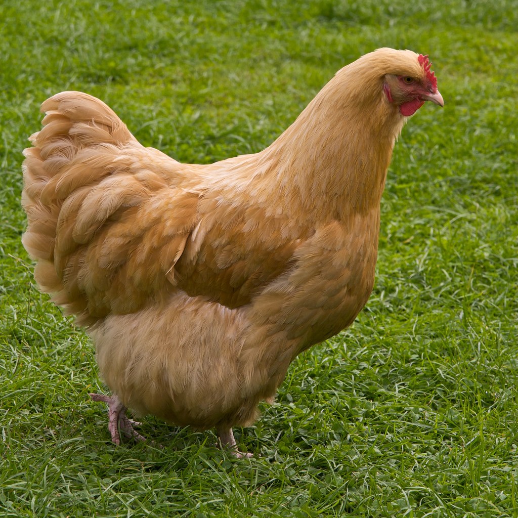 Buff Orpington chicken