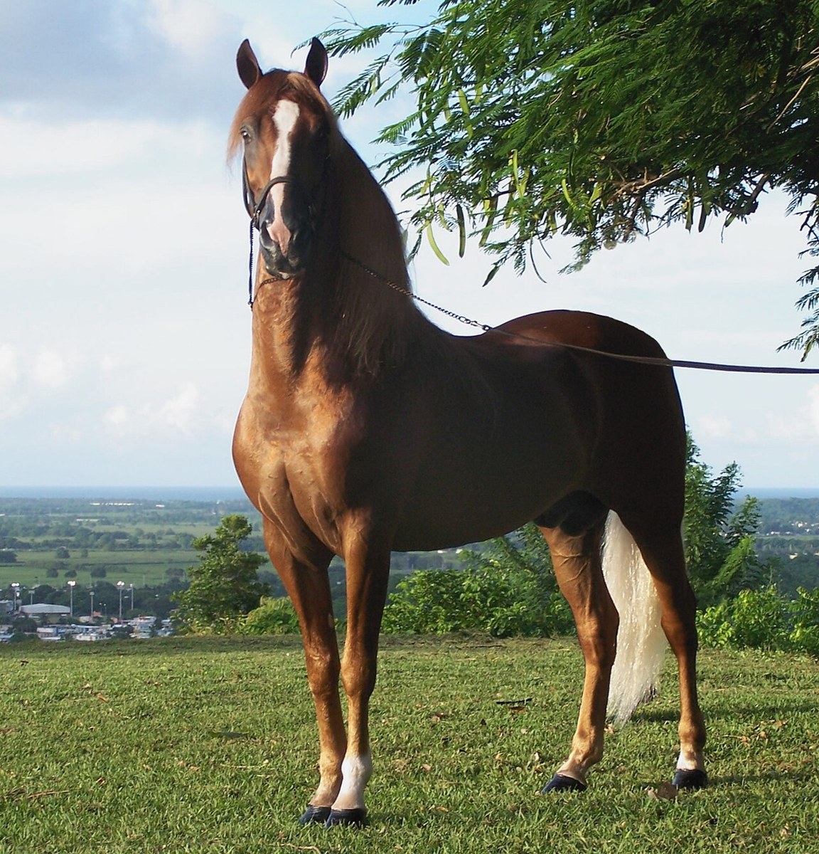 Paso Fino equine