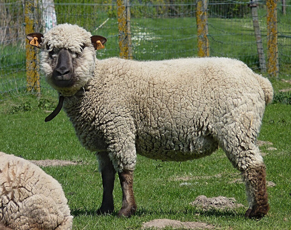 Hampshire sheep