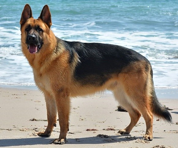 Representative dog image for a general guide; not a breed identification