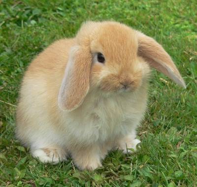 American Fuzzy Lop rabbit