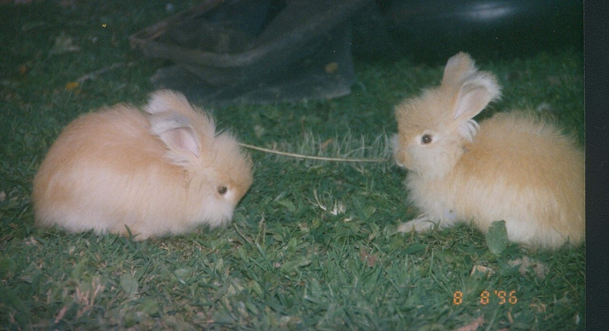 Angora (English) rabbit