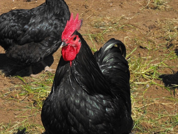 Australorp chicken