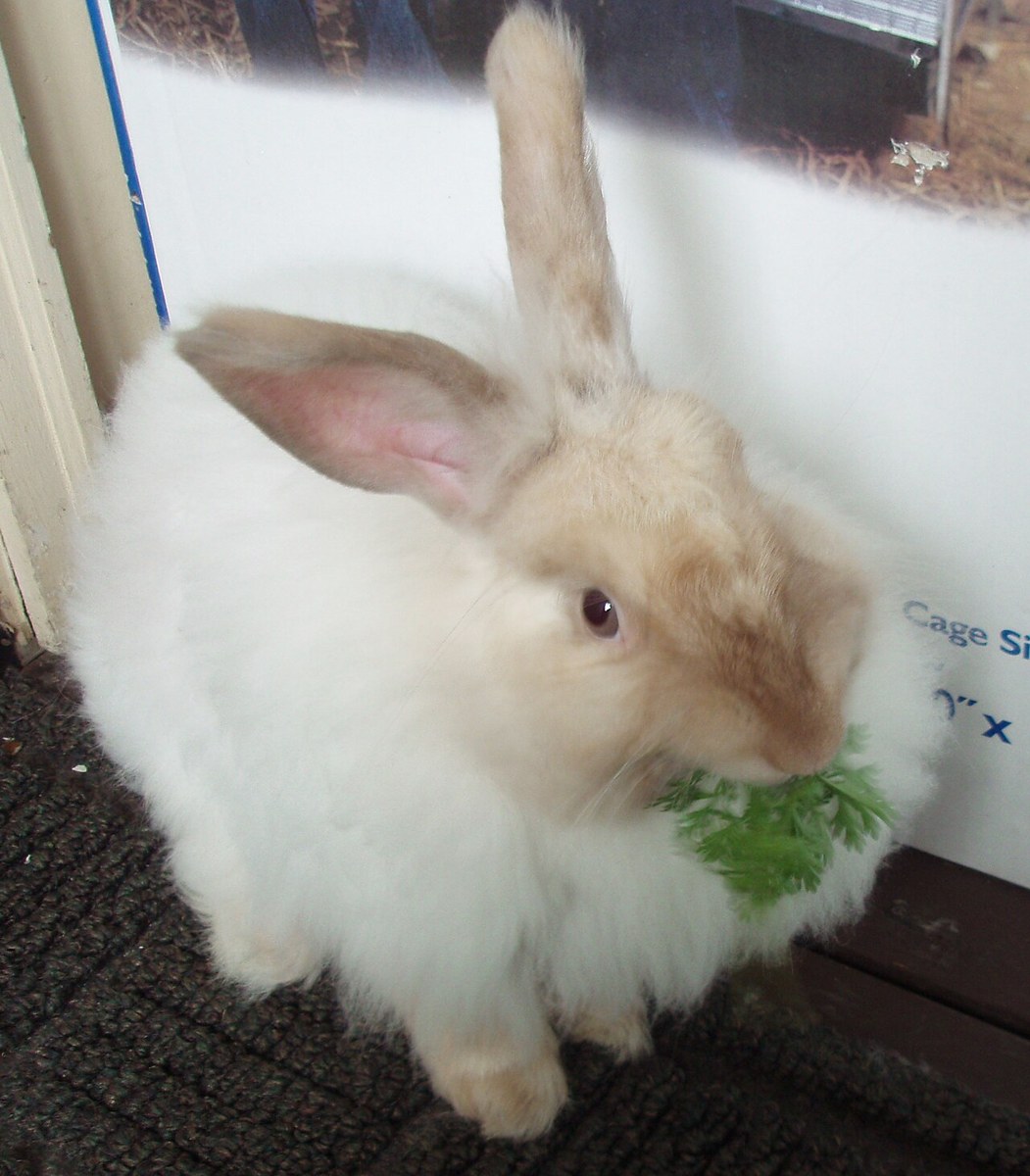 Angora (French) rabbit