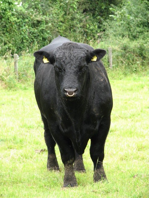 Angus cattle