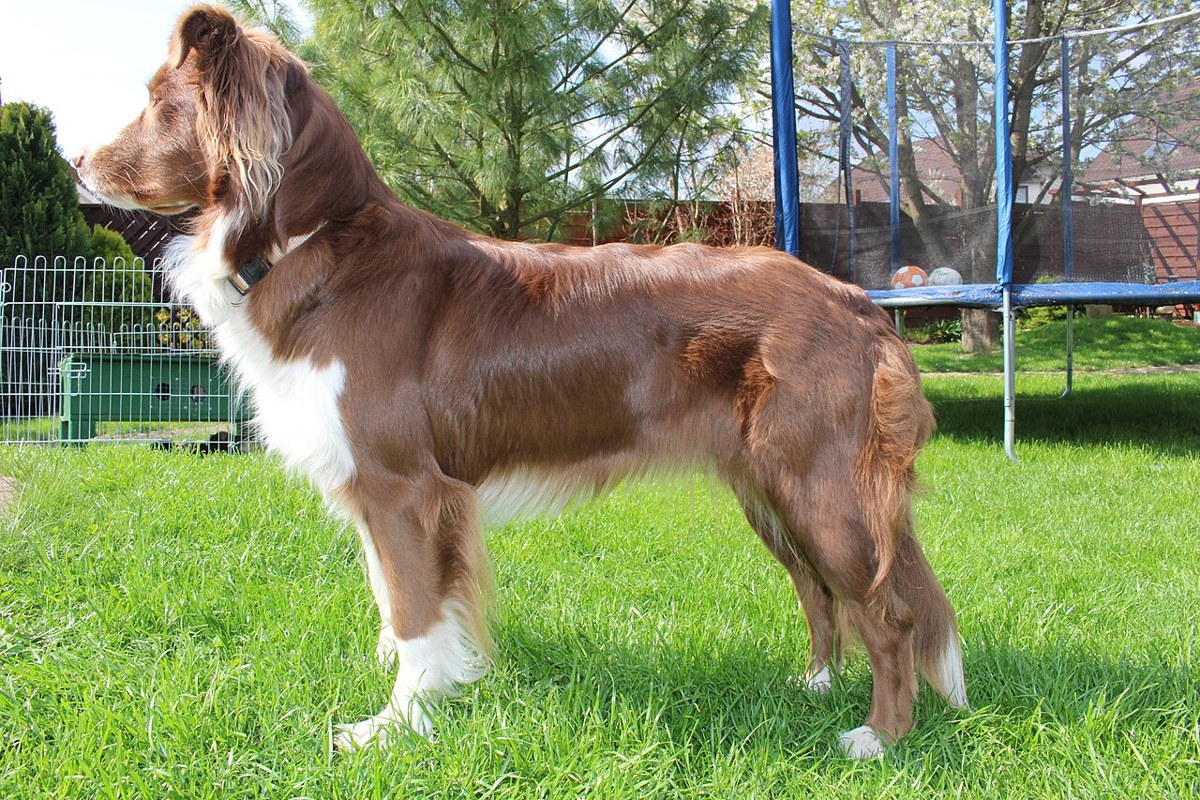 Representative dog image for a general guide; not a breed identification