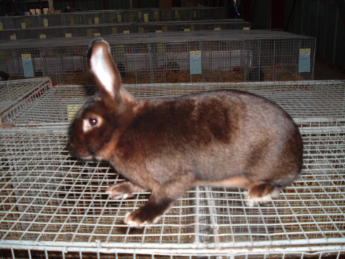 Satin rabbit