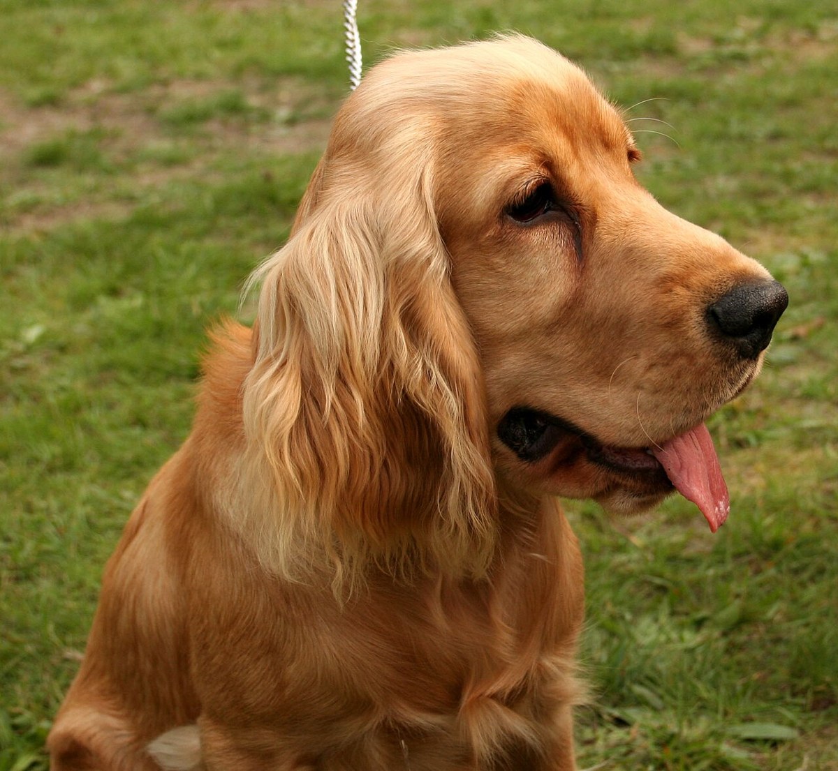 English Cocker Spaniel — one type within the Cocker Spaniel selection