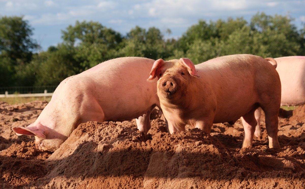 Representative pig image for a general guide; not a breed identification