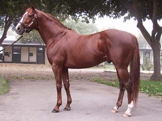 Thoroughbred equine