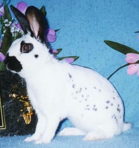 English Spot rabbit