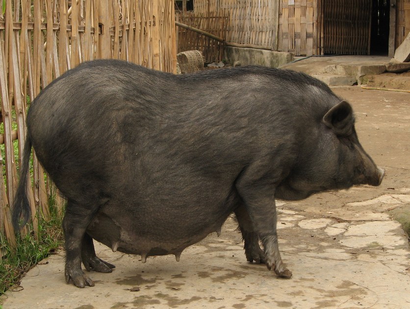 Pot-bellied pig