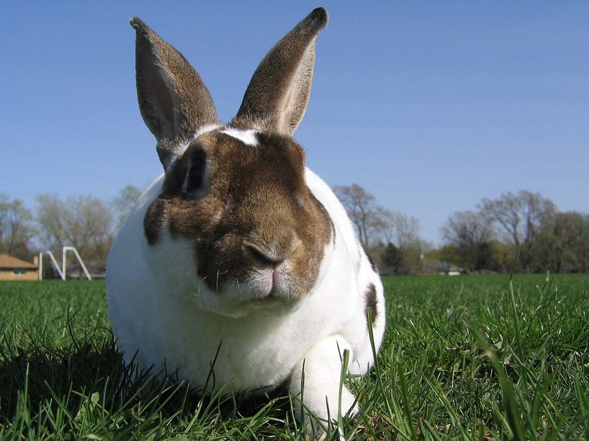 Rex rabbit