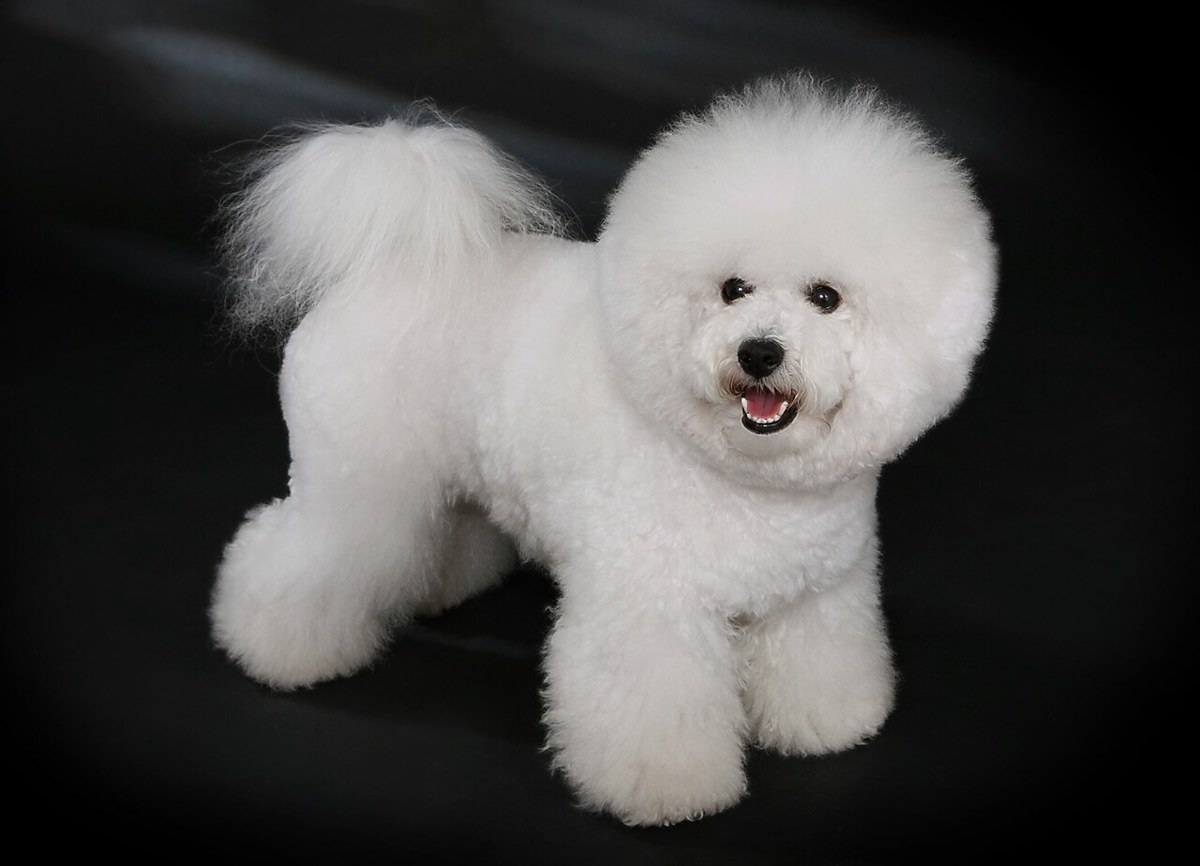 Bichon Frise dog