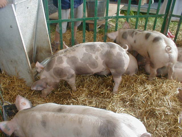 Pietrain pig