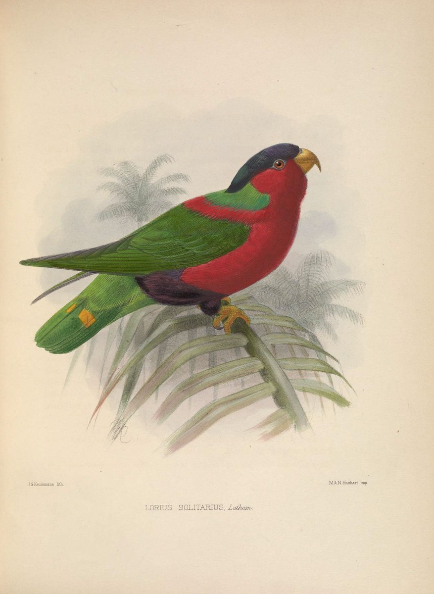 Loriini · representative of the Lory / Lorikeet group