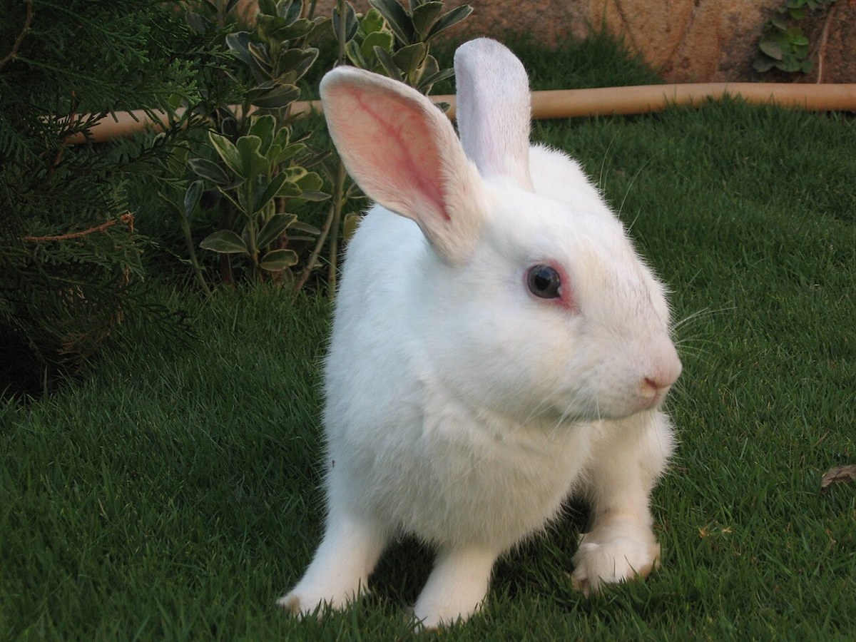 Florida White rabbit