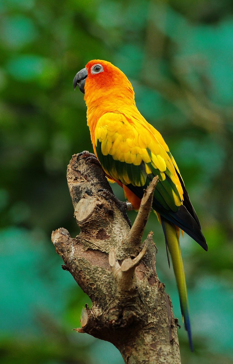 Conure · representative of the Conure group