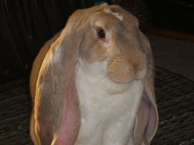 English Lop rabbit