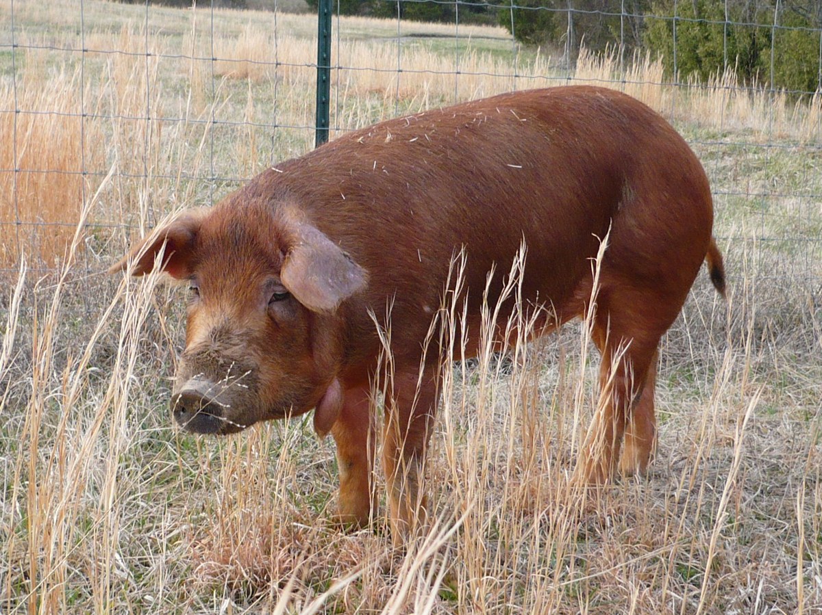 Red Wattle pig