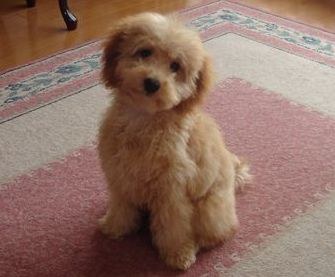 Poodle (Toy) dog