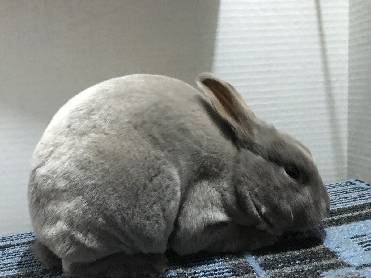 Mini Rex rabbit