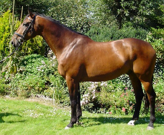 Dutch Warmblood equine