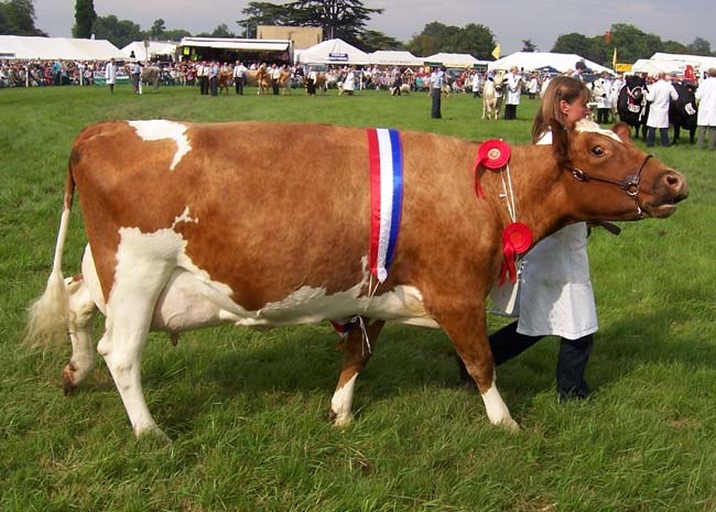 Ayrshire cattle