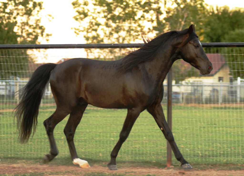 Missouri Fox Trotter equine