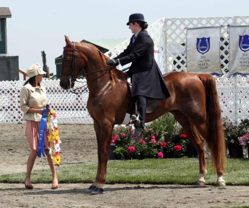 American Saddlebred equine
