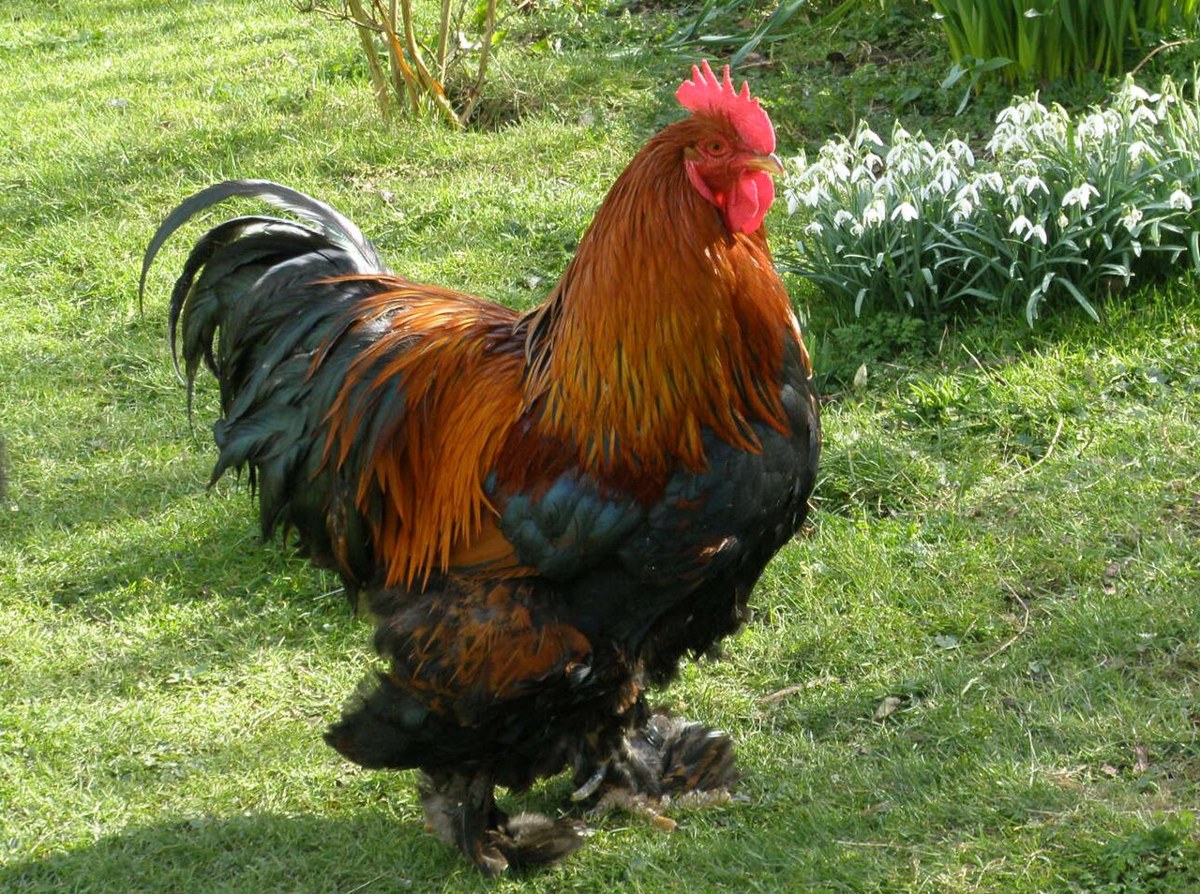Cochin chicken