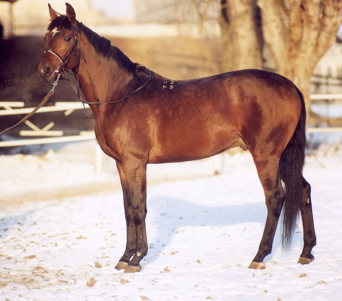 Trakehner equine