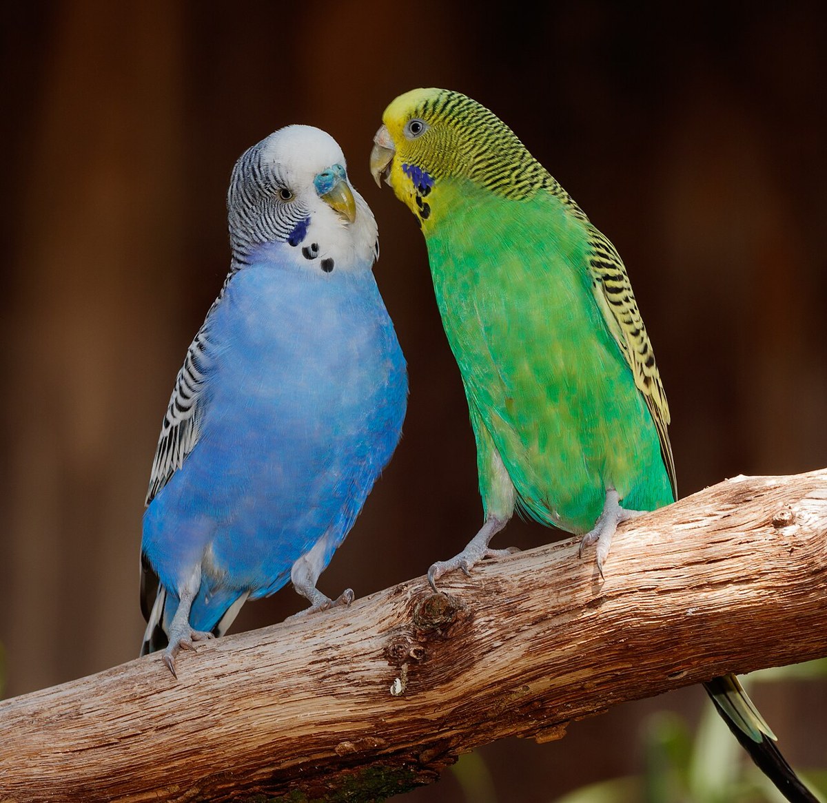 Budgerigar (Parakeet) bird
