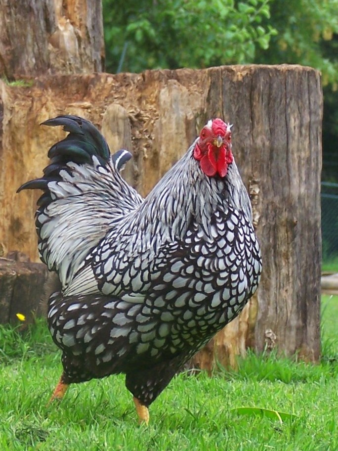 Wyandotte chicken