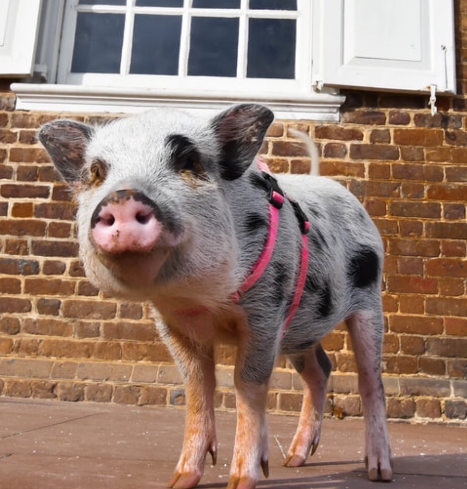 Juliana pig
