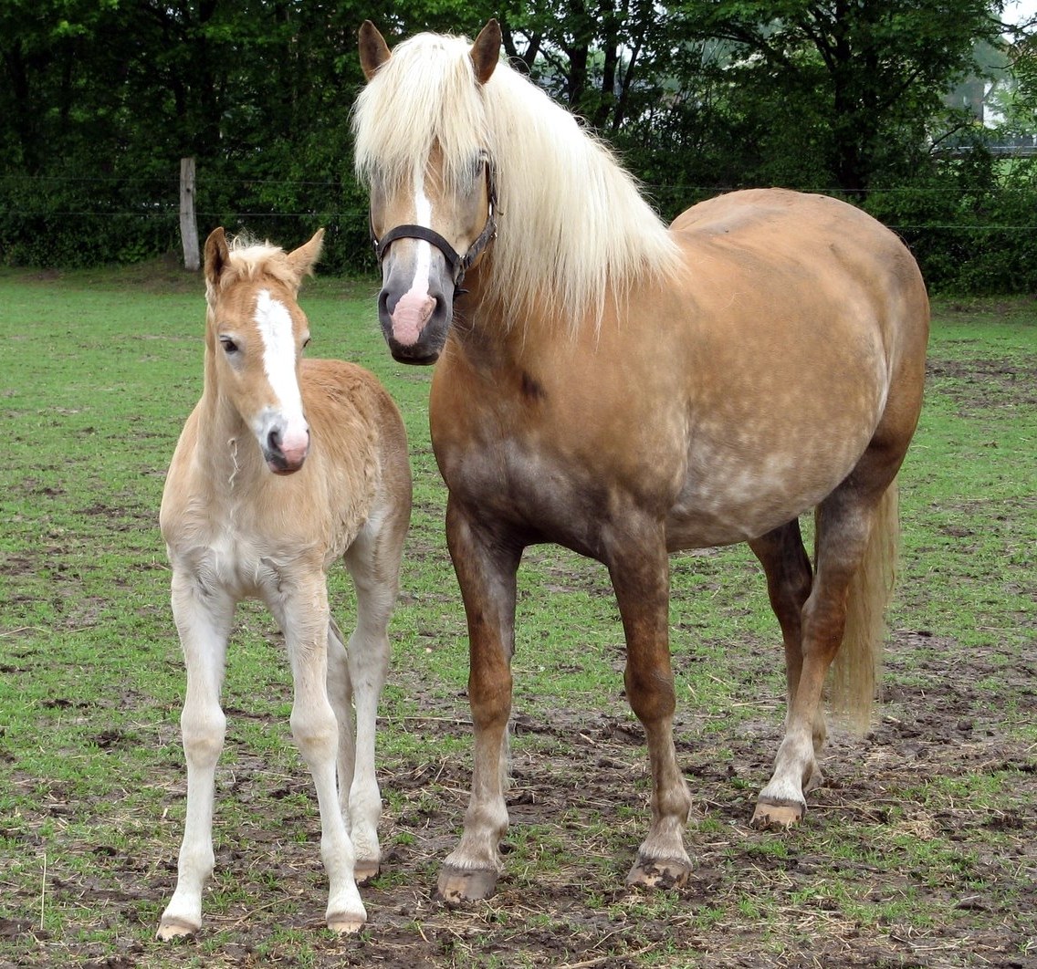 Haflinger equine