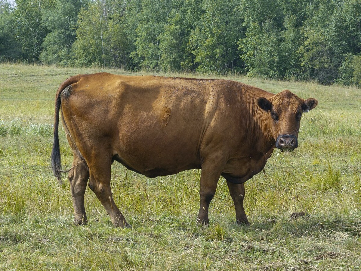 Dexter cattle
