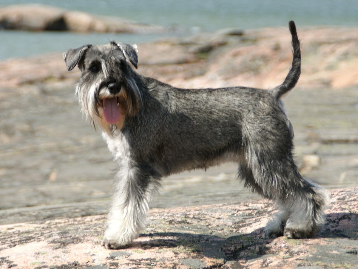 Miniature Schnauzer dog