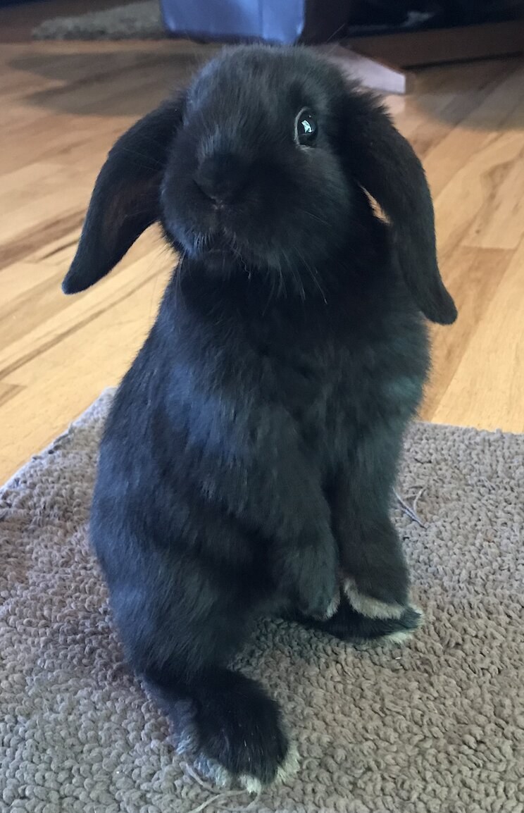 Holland Lop rabbit
