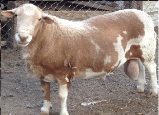 Katahdin sheep
